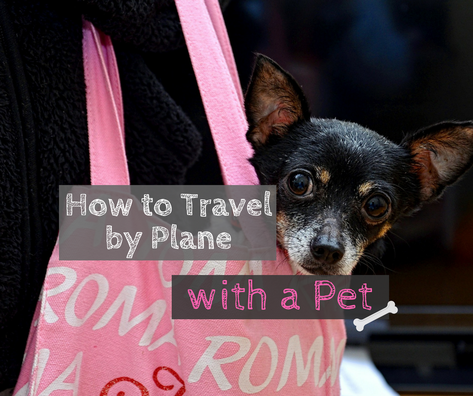 How to Travel with a Pet by Plane Globelink.co.uk